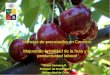 Oscar Carrasco R. Profesor de Fruticultura Universidad de Chile Manejos de precosecha en Cerezos: Mejorando la calidad de la fruta y la productividad laboral