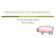 Anatomía en los Vertebrados Tirtsa Porrata-Doria Biol 3052L