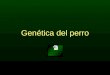 Genética del perro. Gregor Mendel “Padre de la genética”
