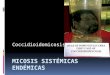 Coccidioidomicosis.  Micosis sistémica hongos dimórficos Coccidioides.  Fue descripto por primera vez por Posadas y Wernicke en Argentina en 1892