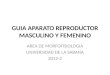 GUIA APARATO REPRODUCTOR MASCULINO Y FEMENINO AREA DE MORFOFISIOLOGIA UNIVERSIDAD DE LA SABANA 2012-2