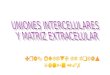 La adhesión intercelular y de las células con componentes de la matriz extracelular son fenómenos esenciales en la organización general de los seres vivos