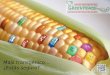 Maíz transgénico… ¿Estás seguro?. La realidad del maíz transgénico… Va más allá de lo que ves…