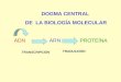 DOGMA CENTRAL DE LA BIOLOGÍA MOLECULAR ADNARNPROTEÍNA TRANSCRIPCIÓN TRADUCCIÓN