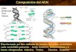 Composición del ADN Esta formado por dos cadenas de bandas llamadas nucleótidos cada nucleótido presenta : Ácido fosforico, desoxirribosa y 4 bases nitrogenadas