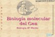 1 BIOLOGIA Biología molecular del Gen Biología 4º Medio