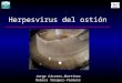 Herpesvirus del ostión Jorge Cáceres-Martínez Rebeca Vásquez-Yeomans