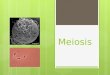 Meiosis. Objetivo:  Comprender que la meiosis es un tipo de división celular que permite la formación de gametos, mediante el análisis de videos e imágenes