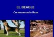 EL BEAGLE Conozcamos la Raza. Descripción e Historia De origen británico, se cree que el Beagle ha evolucionado de pequeños hounds utilizados para el