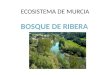 ECOSISTEMA DE MURCIA. Los bosques de ribera son bosques caducifolios que crecen a ambos lados de los cursos fluviales sobre suelos que, a partir de una