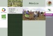 Programa ProÁrbol y Cambio Climático México. CONTENIDO Presentación Categorías y Áreas de Impacto Etapas del ProÁrbol Presupuesto 2007 Principales Metas