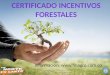 Información: . Esta segunda invitación para acceder al CIF pretende estimular el potencial forestal nacional y ampliar la oferta productiva
