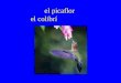El picaflor el colibrí. I ’ m happy that … Me alegro de que …
