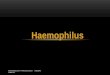 26. haemophilus