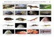 353 Reptiles Atlantico-d1