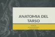 Anatomia Del Tarso