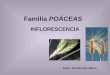 Familia POÁCEAS INFLORESCENCIA Autor: Dra Nora De Marco
