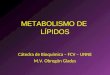 METABOLISMO DE LÍPIDOS Cátedra de Bioquímica – FCV – UNNE M.V. Obregón Gladys