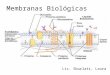 Membranas Biológicas Lic. Sburlati, Laura. Membranas Celulares Participan en el crecimiento, desarrollo y funcionamiento celular Cumplen una función estructural