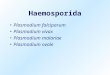 Haemosporida Plasmodium falciparum Plasmodium vivax Plasmodium malariae Plasmodium ovale