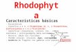 Rhodophyta Características básicas - Eucarióticas - Clorofila a e d, e ficobilinas (b, r, c-ficoeritrina, aloficocianina e c e r- ficocianina) - Xantofilas