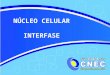 NÚCLEO CELULAR INTERFASE. CICLO DE VIDA DAS CÉLULAS INTERFASE: fase de metabolismo celular MITOSE: fase de divisão celular