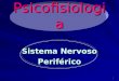 Psicofisiologia Sistema Nervoso Periférico Periférico