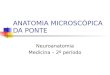 ANATOMIA MICROSCÓPICA DA PONTE Neuroanatomia Medicina – 2º período