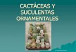 Cactáceas y Suculentas Ornamentales