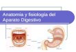 Anatomía y fisiología del Aparato Digestivo. Etapas del proceso digestivo Ingestión: Los alimentos son triturados por los dientes y mezclados con la saliva