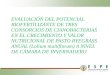 EVALUACIÓN DEL POTENCIAL BIOFERTILIZANTE DE TRES CONSORCIOS DE CIANOBACTERIAS EN EL CRECIMIENTO Y VALOR NUTRICIONAL DE PASTO RYEGRASS ANUAL (Lolium multiflorum)
