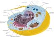 NÚCLEO CELULAR. Ocurre en todos los tipos de organismos eucarióticas Es el mecanismo de reproducción asexual de las células eucarióticas,