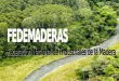LA INDUSTRIA FORESTAL EN COLOMBIA C° BOSQUE PLANTADO TRANSFORMACION MUEBLES PRODUCTOS PROVEEDORES LA CADENA PRODUCTIVA BOSQUE NATURAL