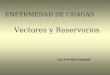 ENFERMEDAD DE CHAGAS Vectores y Reservorios Dra Ana María Brigada