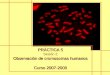PRÁCTICA 5 Sesión 2 Observación de cromosomas humanos Curso 2007-2008