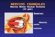 NERVIOS CRANEALES Nervio Motor Ocular Externo (VI par) Inerva: Músculo recto externo