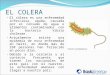 EL COLERA El cólera es una enfermedad infecciosa, aguda, causada por el consumo de agua o alimentos contaminados con la bacteria Vibrio cholerae. Actualmente
