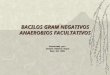 BACILOS GRAM NEGATIVOS ANAEROBIOS FACULTATIVOS Presentado por: Johanna Ramírez Duque Mayo del 2002