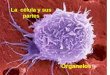 La célula y sus partes Organelos. Las células se dividen con base a su complejidad en: Célula procariótica Propias de algas y bacterias. No tienen núcleo