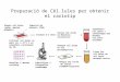 Preparació de Cèl.lules per obtenir el cariotip Afegir cèl.lules (sang, amnios, biòpsia) Inducció de mitosis (PHA) Incubar 2-3 dies Aturar cèl.lules en