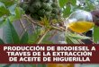 Producción de Biodiesel a través de la Extracción de Aceite de Higuerilla