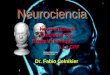 Neurociencia Neuroanatomía Funcional Con Especial Enfoque a La CPF Dr. Fabio Celnikier