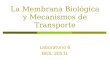 La Membrana Biológica y Mecanismos de Transporte Laboratorio 6 BIOL 3051L