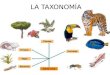 LA TAXONOMÍA. ¿Que es la Taxonomía? Es la ciencia de la clasificación que se aplica en la biología para la ordenación sistemática y jerarquizada de los