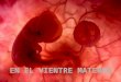 Ria slides  Las imágenes utilizadas en esta presentación son parte del documental “En el vientre materno” producido