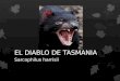 El diablo de tasmania ekaitz