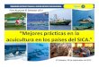 Foro Acuícola 2013 - Mejores prácticas para acuicultura de camarón blanco: BAP Standars