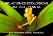 Relaciones ecologicas anfibio   planta