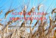 Agricultura mediterranea