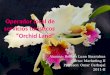 Plan de mkt orchid land
